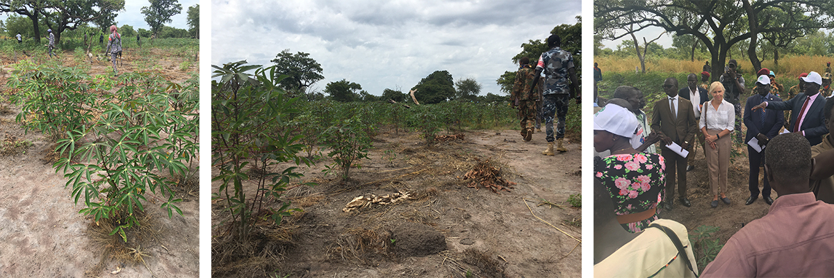 Casava farm in Tonj supported by ADRA