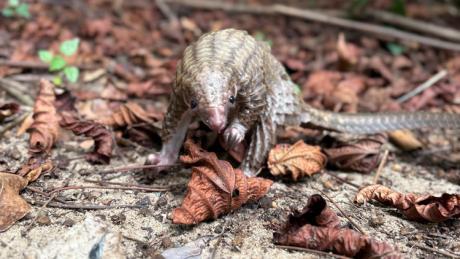 Trafficked mammal