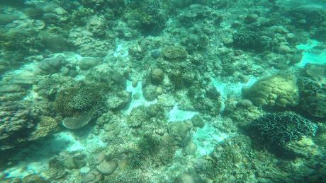 Coral reef
