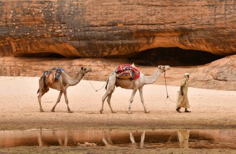 Camels in Chad