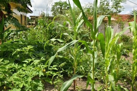 Garden in Liberia 