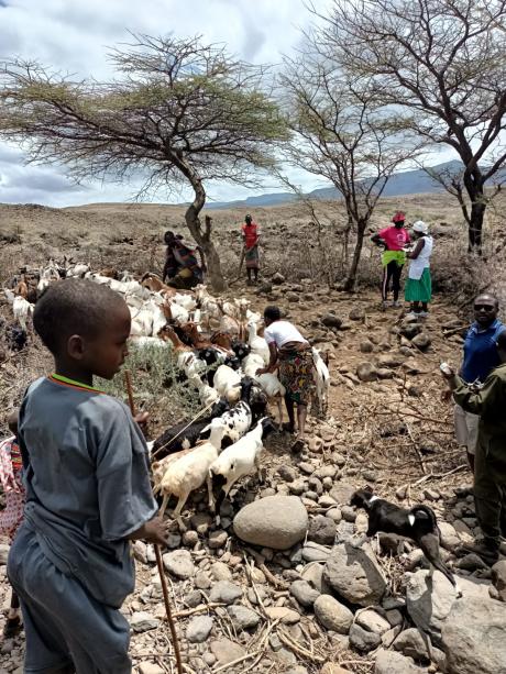 A boy herding goat, overlooks as the veterinary doctors treat their animals