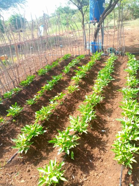 First planting of orange flesh potatoes on Catherine's piece of land.