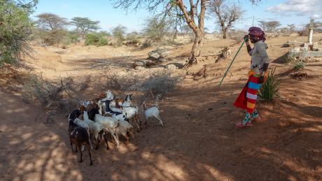 A Samburu herder guides his herd towards the enclosure for deworming.