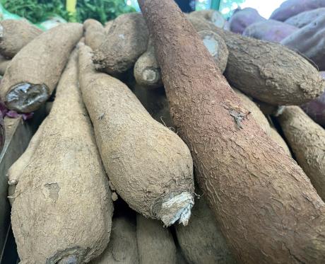 Cassava is a crop with plenty of potential.
