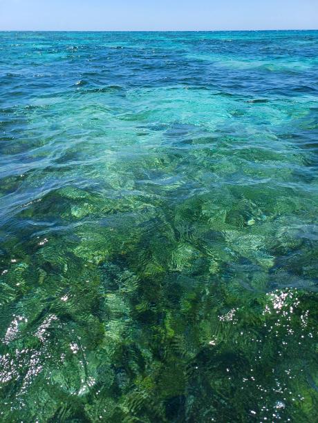 A coral reef