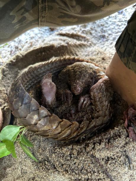 mammal curled up