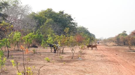 Sambailo airfield occupied by cows and secondary road for motorcycles.