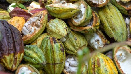 Cacao plants