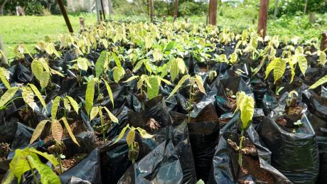 Cacao farming