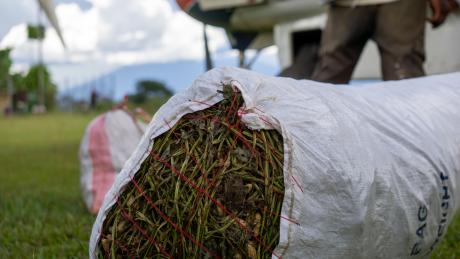 A bag of harvested peanuts