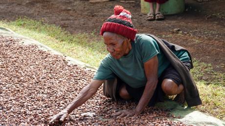 PNG cash crops livelihoods