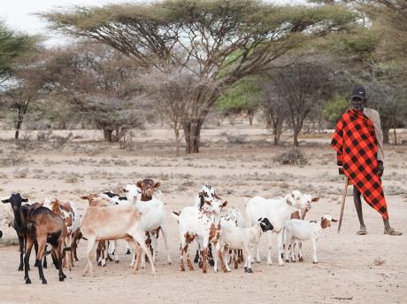 Photo: Hillim Gitonga